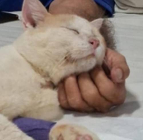 Panchito un gato de Guayaquil que le dieron pocas probabilidades de vida, pero decidió no rendirse
