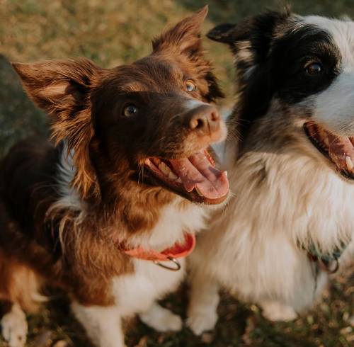 Imagen referencial de dos perros escuchando a su tutor.