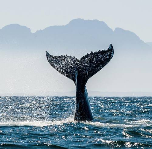 Imagen referencial de una ballena azul.