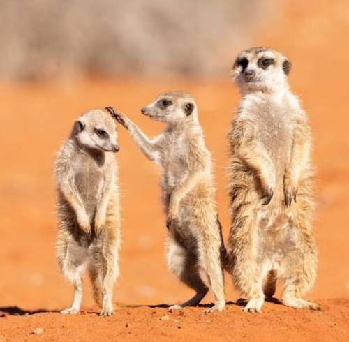 Una de las fotos finalistas de los Nikon Comedy Wildlife Awards 2026.