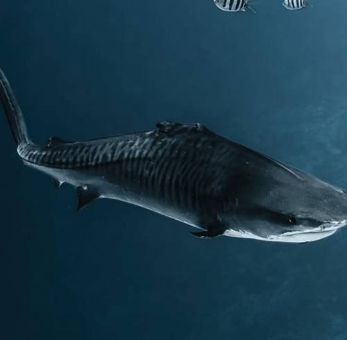 Fin, la tiburón tigre que no tiene aletas.