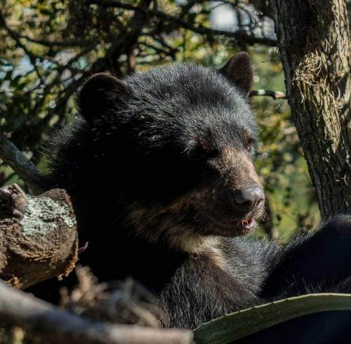 'Wiwa Quito': El histórico Zoológico de Guayllabamba se convierte en el primer parque refugio para animales silvestres en Ecuador