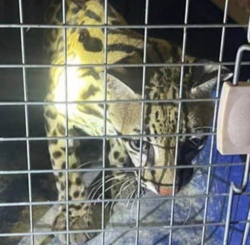 Desde tortugas hasta un ocelote: así fue el rescate de 13 animales silvestres en Manabí