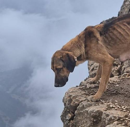La perrita que fue rescatada a 4.600 metros de altura en el Rucu Pichincha.