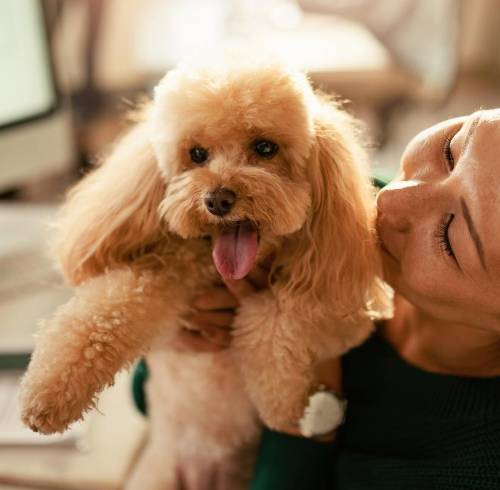 ¿Tu perro es apto para acompañarte a la oficina? Esto debes evaluar antes de llevarlo a tu jornada laboral