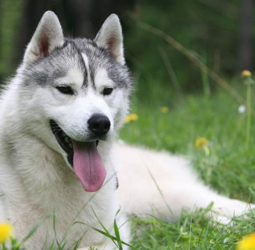 Caso histórico en México: un perro recibirá pensión alimenticia tras el divorcio de sus tutores