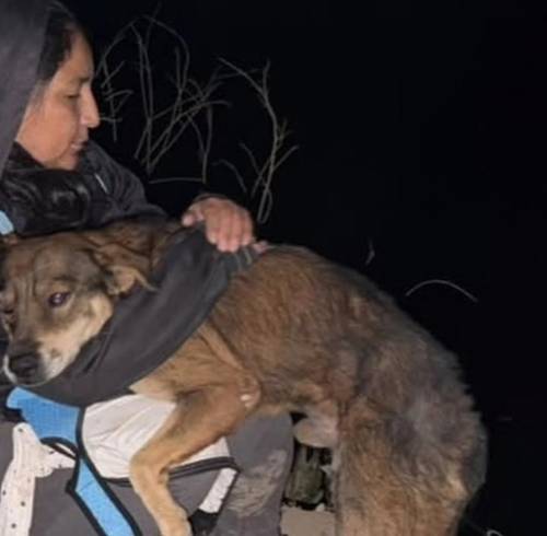 Equipo de la UBA realizando el rescate de animales en Quito.