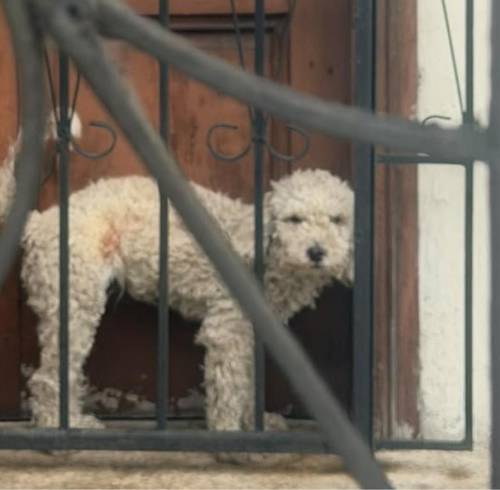 Perro entre la puerta y una reja en el norte de Guayaquil.