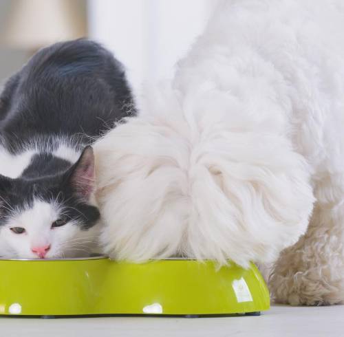 Imagen referencial de un gato y un perro comiendo.