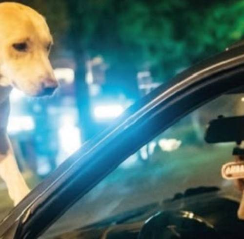 Quito: la verdad sobre el video que muestra un perro subiéndose a carro en movimiento