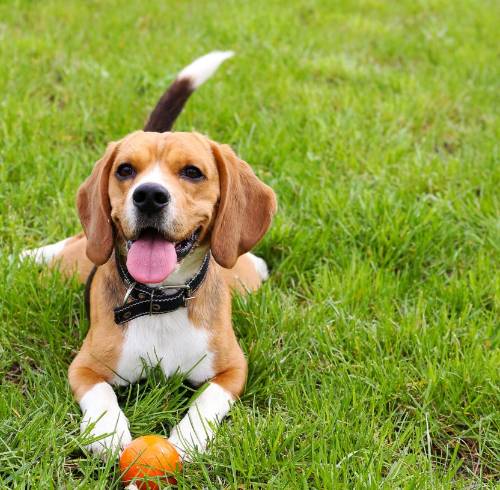 Calle Panamá acogerá una jornada gratuita de bienestar animal y actividades 'pet friendly'