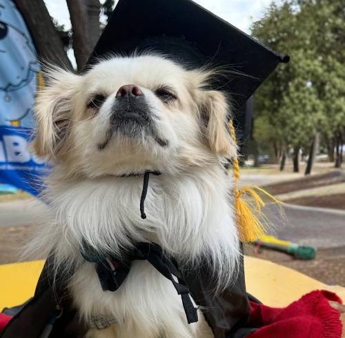 Escuela gratis para perros en Quito: fechas, requisitos y qué aprenderán en 'El Club de Firu'