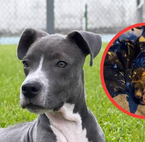 Rescatado de la basura a una nueva vida: la increíble transformación de Rómulo