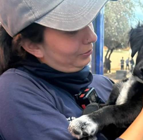La cachorra rescatada en la ciudad de Quito.