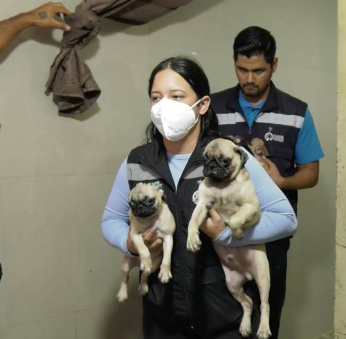 Personal de ProAnimal realizando controles en veterinarias de Guayaquil.