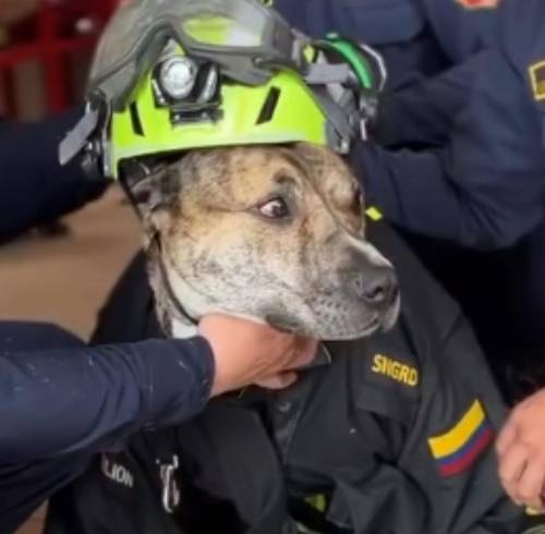 Bruno, el perro que pasó de una alcantarilla a ser miembro del Cuerpo de Bomberos en Bogotá
