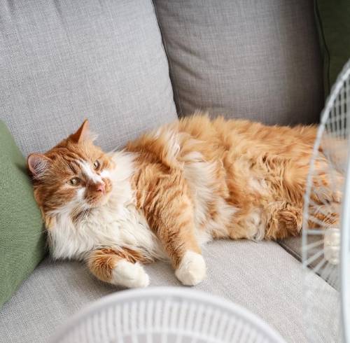 Expertos advierten sobre el aumento de afecciones dermatológicas en gatos por cambios climáticos