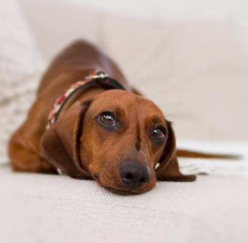 ¿Cómo saber si tu perro está estresado? nueve señales para identificar si pide distancia