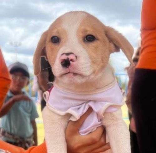 Roban a un cachorro durante feria de adopción en La Carolina: fundación pide ayuda al ECU 911 en Quito