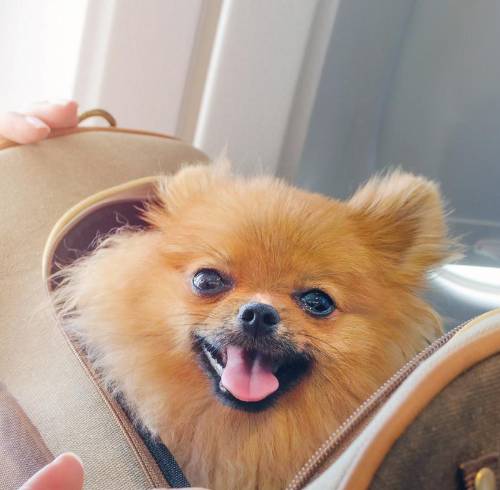 ¿Viajas al extranjero con tu mascota? Estos son los pasos y requisitos clave de Agrocalidad para salir de Ecuador