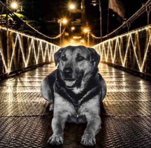 Colombia: despiden con honores a Tobby, el perro que se convirtió en símbolo de un municipio