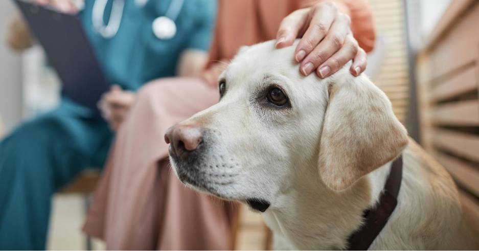 Ansiedad canina: ¿Cómo ayudar a tu perro a recuperar la calma?
