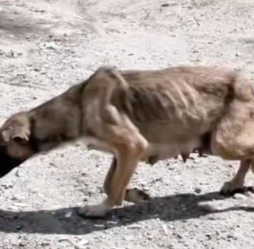 Perrita que fue rescatada en el norte de Quito.