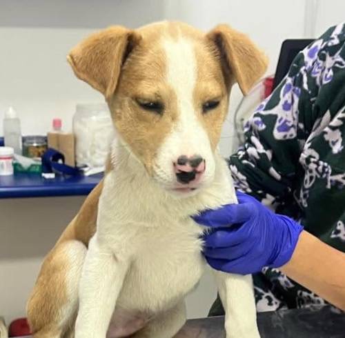 Quito: recuperan a cachorro robado durante una feria de adopción en el parque La Carolina