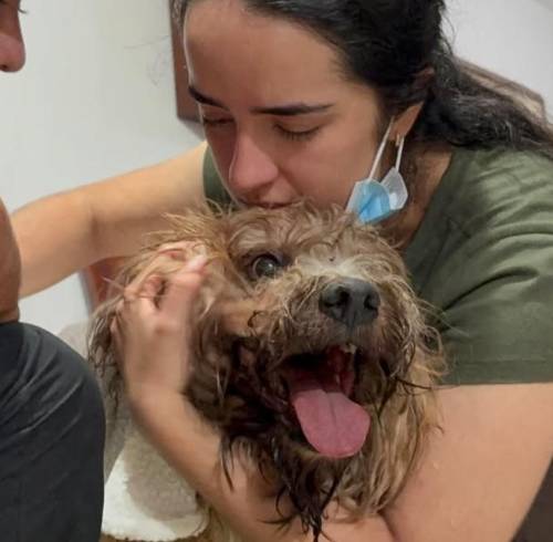 'Si él sobrevivió, ellas también': el rescate del perro Antonio reaviva la esperanza de una familia atrapada tras el terremoto en Cali