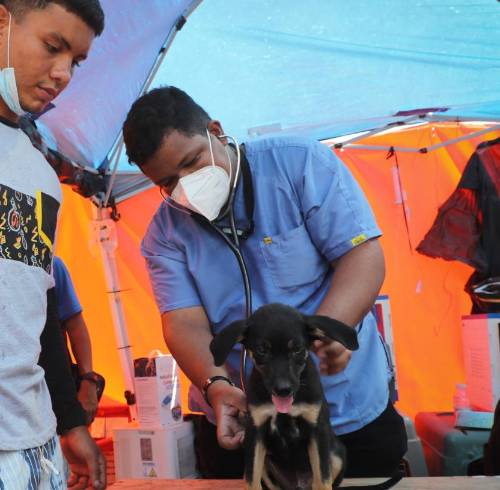 Venezuela: brigadas veterinarias atienden en carpas a mascotas por el colapso de albergues