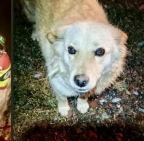 Perrita rescatada por los Bomberos de Quito.