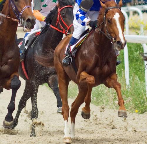 El recorrido comenzará con un desfile y continuará con una cabalgata hasta el autódromo de Yahuarcocha.