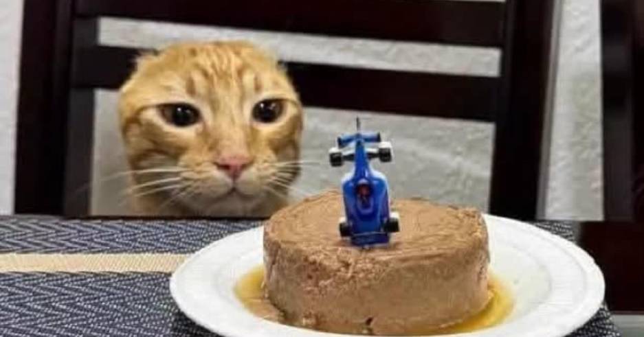 La historia de Carlos, el gato que venció al cáncer y celebró su recuperación