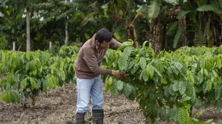 Un agricultor examina sus plantaciones de cacao.