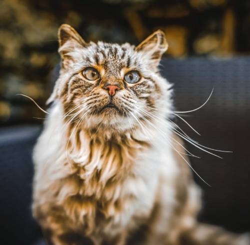 ¿Tu gato está envejeciendo? 10 señales clave que te ayudarán a detectarlo
