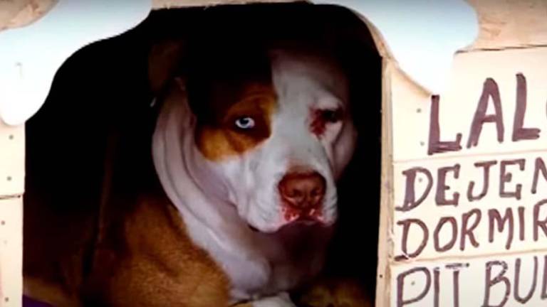 'Hachiko peruano': perro esperó en un hospital por más de tres meses a su dueño fallecido