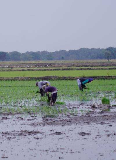 Los agricultores tienen varios desafíos que afrontar durante la temporada invernal, en especial, para evitar las plagas en los cultivos.