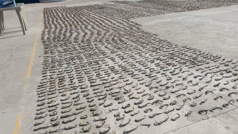 Decomisan 6.300 caballitos de mar disecados en una vivienda de Huaquillas, El Oro