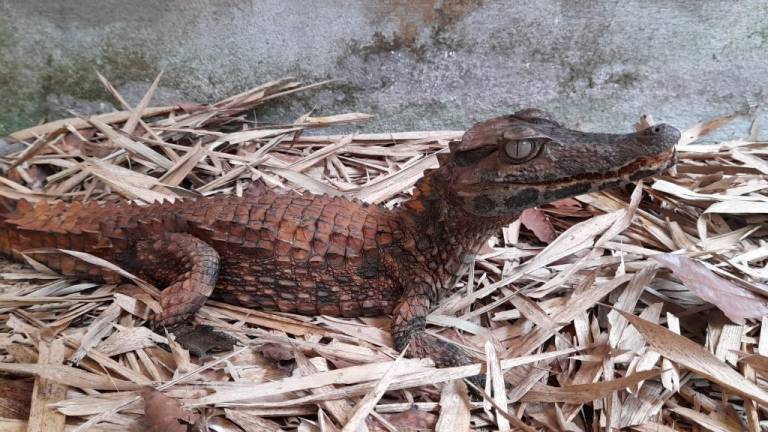 Liberan 29 especies de vida silvestre en el Parque Nacional Yasuní