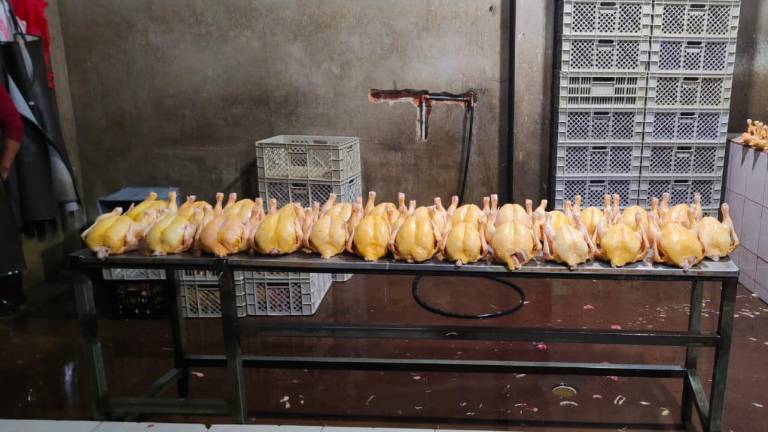 Quito: clausuran local que inyectaba pollos para aumentar su peso y estafar al público
