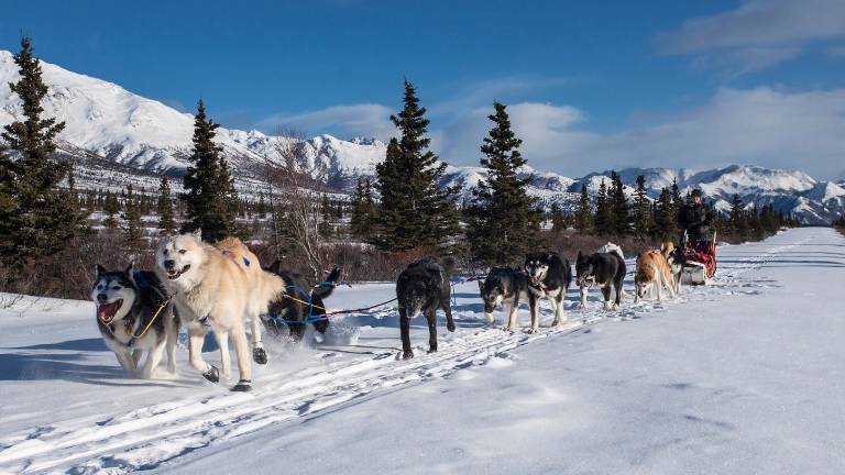 Descubren que los perros de trineo aparecieron hace 9.500 años