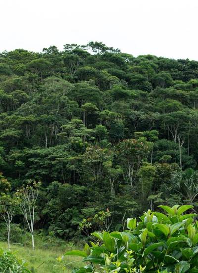 Lanzan catálogo para identificar especies forestales en Ecuador