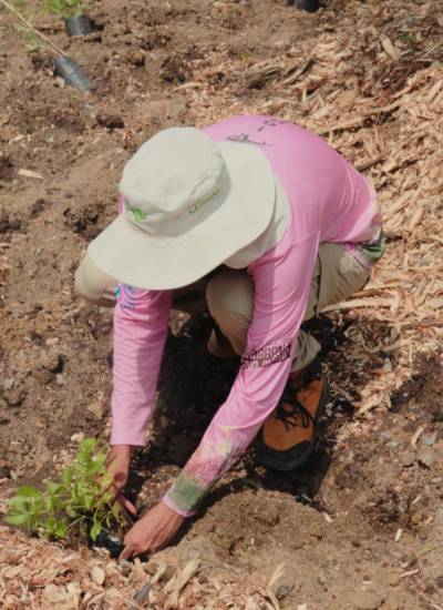 Una voluntaria de Fundación La Iguana sembrando plantas nativas en el redondel Antonio Parra Velasco, situado en el sector Sauces de la ciudad de Guayaquil.