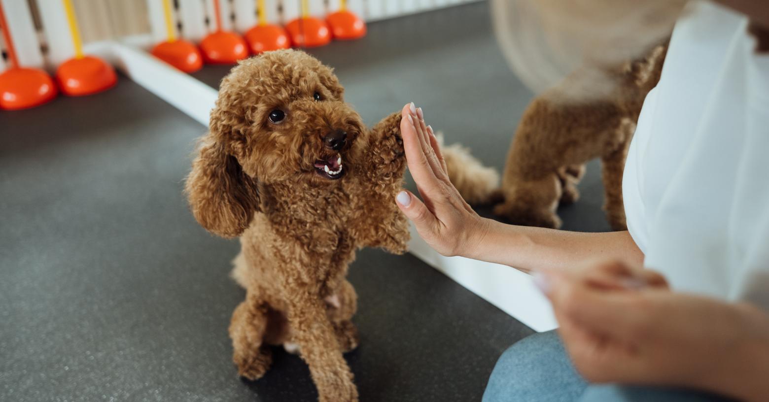 Abren curso gratuito sobre el manejo responsable de perros con conducta temperamental