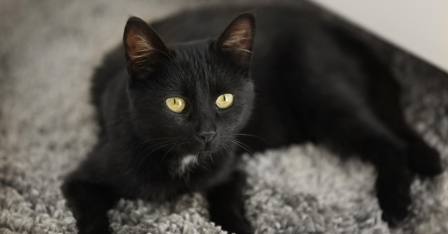 Diez datos curiosos sobre los gatos negros explicados por expertos