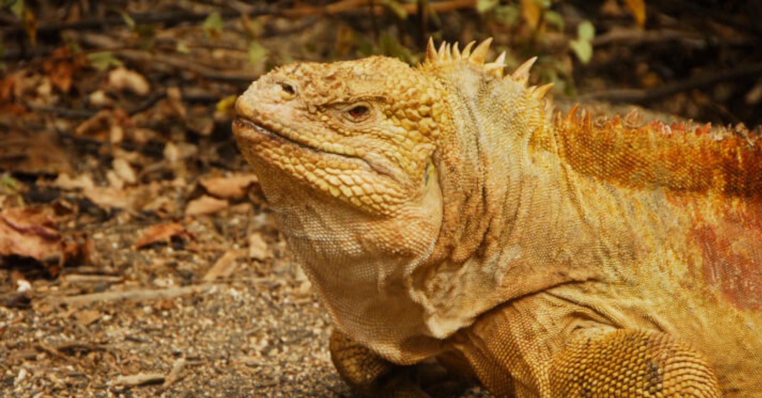 Hallan una iguana terrestre fuera de su entorno habitual en la isla San Cristóbal en Galápagos