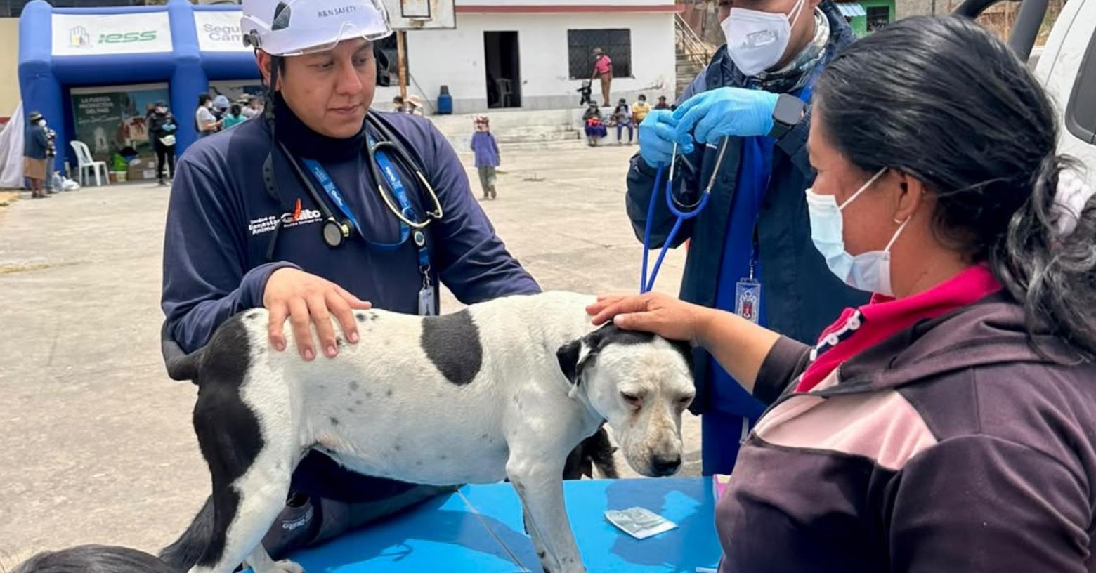 Incendios en Quito: 278 animales recibieron atención veterinaria durante la emergencia