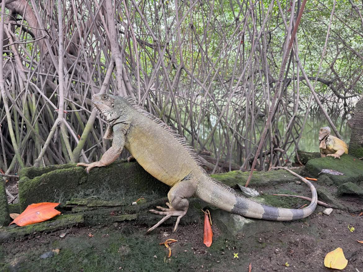 Lluvias en Guayaquil: ¿qué hacer si encuentra zarigüeyas, iguanas o serpientes en su casa?