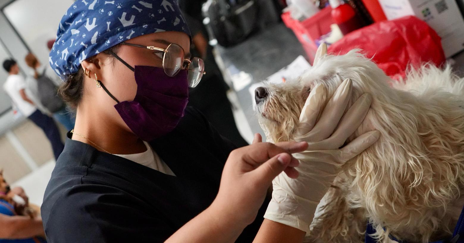 Lluvias en Guayaquil: 6 de cada 10 mascotas presentan enfermedades por el clima