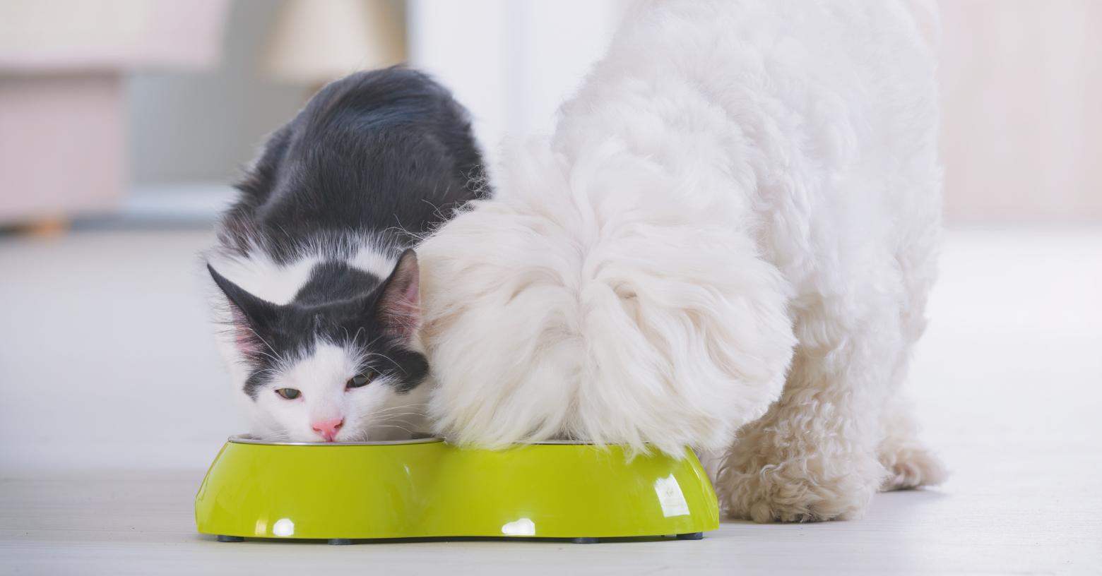 Nueva York entregará comida gratis para perros y gatos a familias de escasos recursos